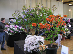 Large Shrubs Display