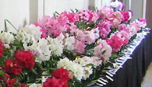 Table of pink rhodo entries