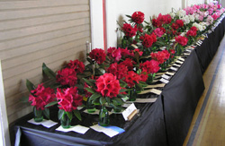 Table of Reds
