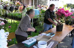 Sales Table