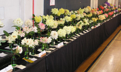 Table of Yellow blooms